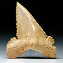Haifischzhne aus Marokko, Palaeocarcharodon orientalis