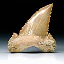 Haifischzhne aus Marokko, Palaeocarcharodon orientalis