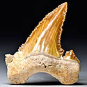 Haifischzhne aus Marokko, Palaeocarcharodon orientalis