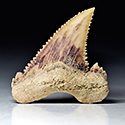 Haifischzhne aus Marokko, Palaeocarcharodon orientalis