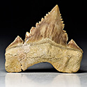 Haifischzhne aus Marokko, Palaeocarcharodon orientalis