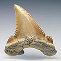 Haifischzhne aus Marokko, Palaeocarcharodon orientalis