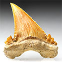 Palaeocarcharodon orientalis