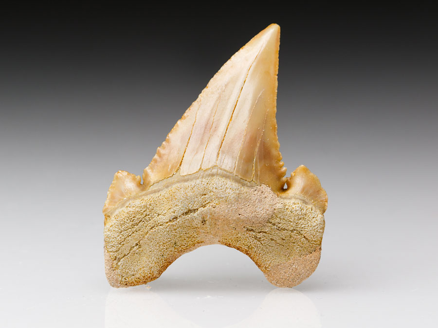 Zahn vom Urahne des Weien Hais: Palaeocarcharodon