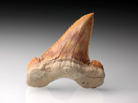ca.4 cm 1 fossile Haifischz/ähne Haifischzahn versteinert