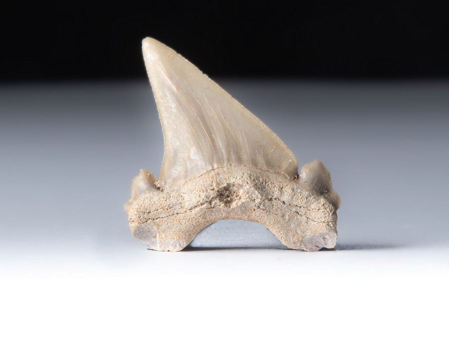 Palaeocarcharodon orientalis