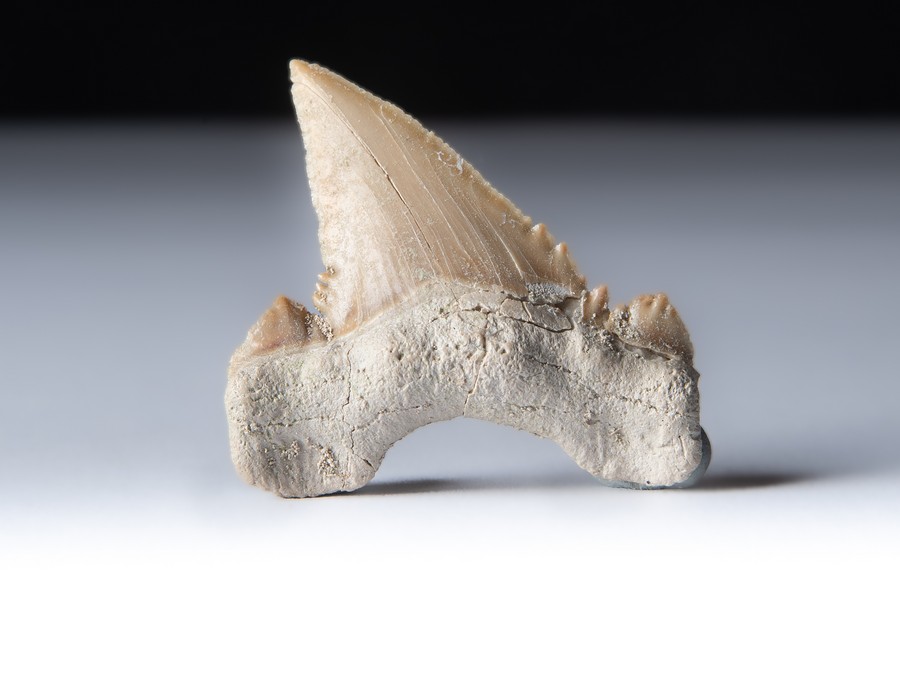 Palaeocarcharodon orientalis