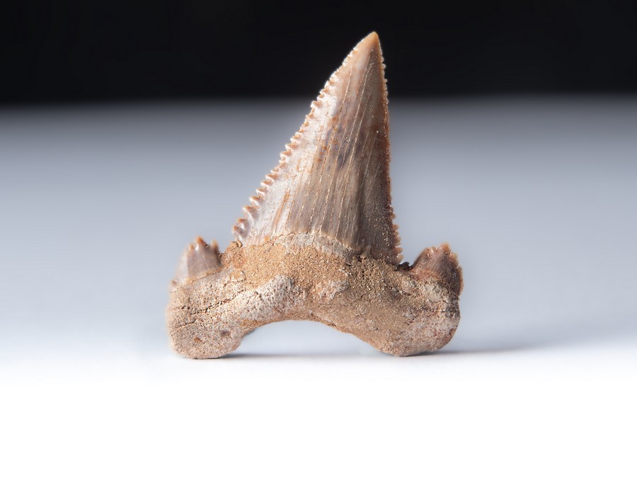 Palaeocarcharodon orientalis