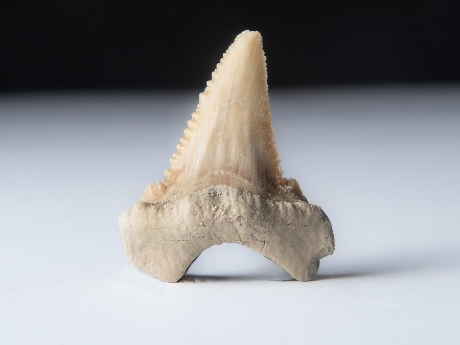 Palaeocarcharodon orientalis