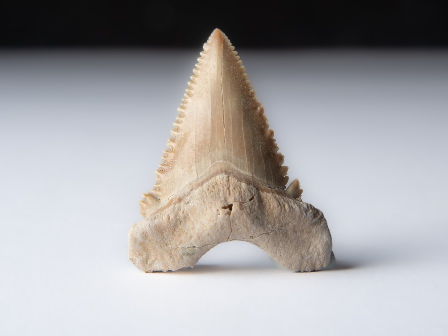 Palaeocarcharodon orientalis