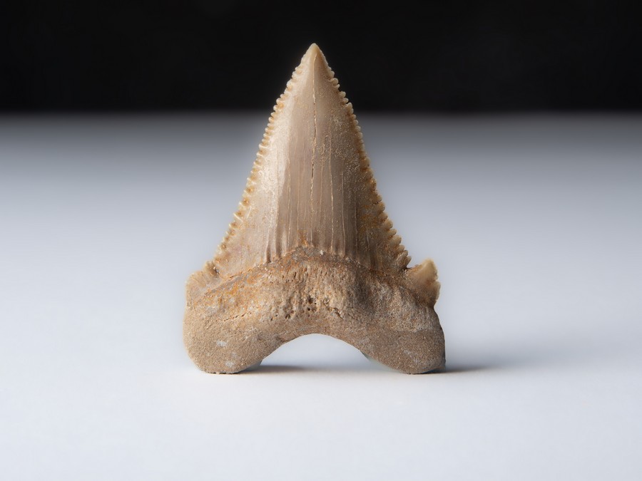 Palaeocarcharodon orientalis