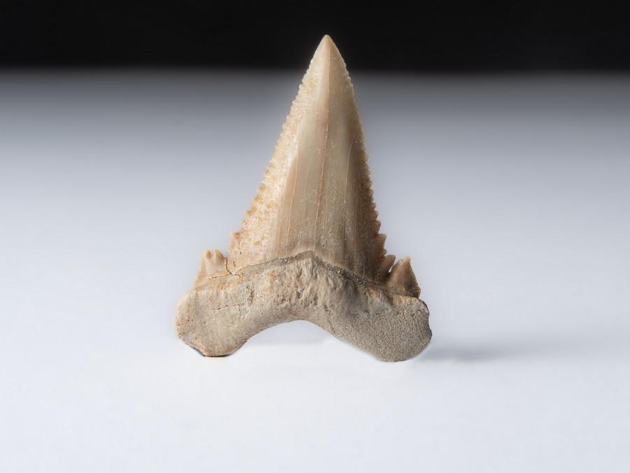 Palaeocarcharodon orientalis