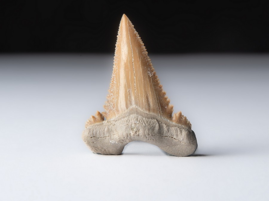 Palaeocarcharodon orientalis
