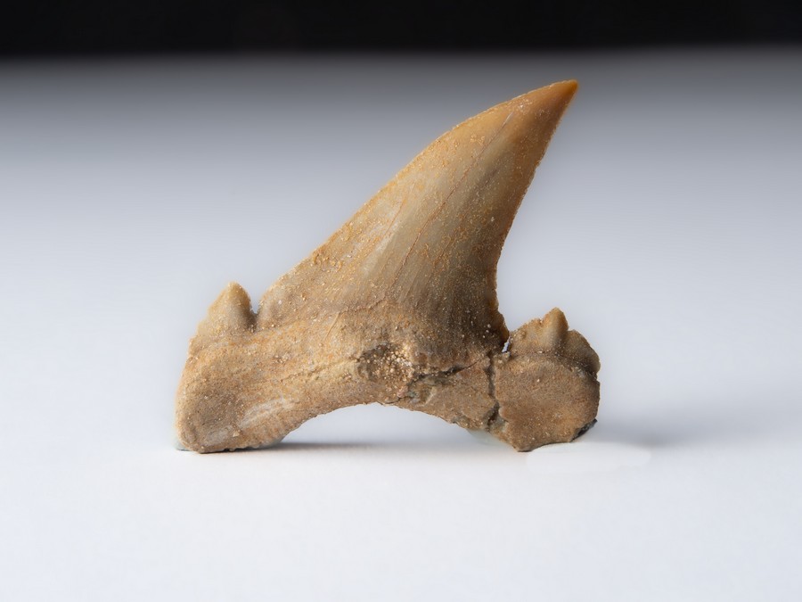 Palaeocarcharodon orientalis