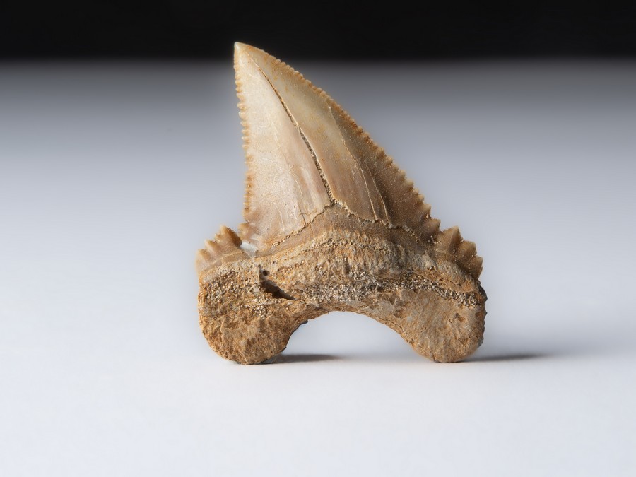 Palaeocarcharodon orientalis
