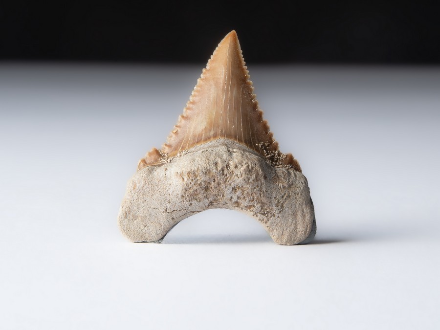 Palaeocarcharodon orientalis