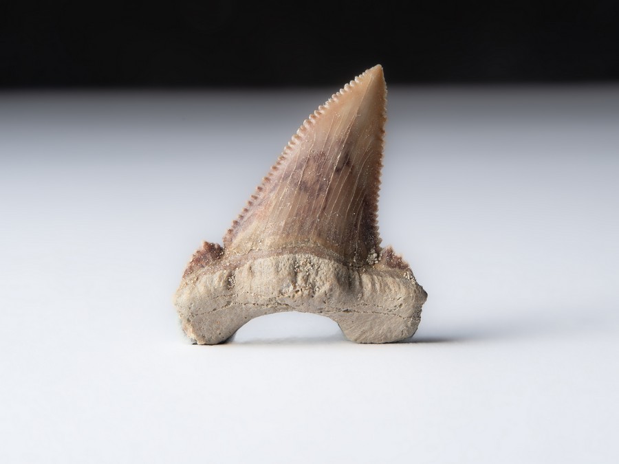 Palaeocarcharodon orientalis