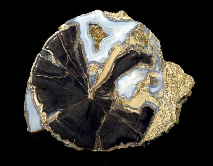 versteinertes Holz, Blue Forest Wood
