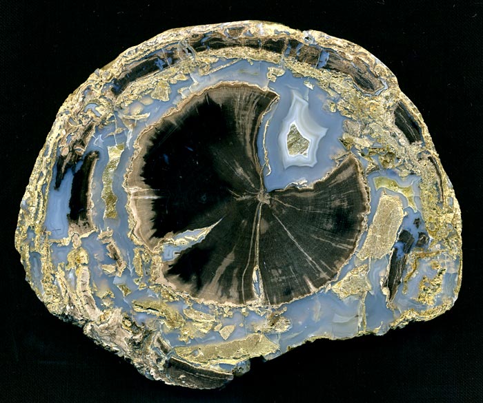 versteinertes Holz, Blue Forest Wood