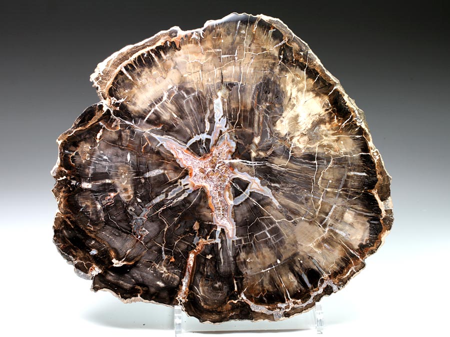 versteinertes Nadelholz aus Madagaskar