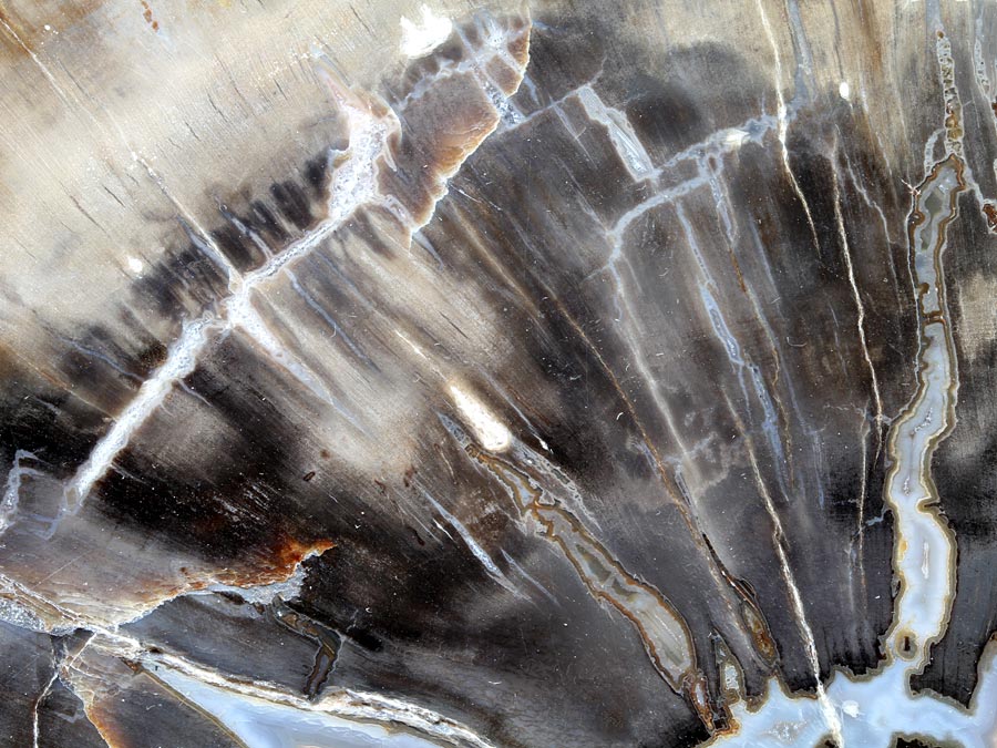 versteinertes Nadelholz aus Madagaskar