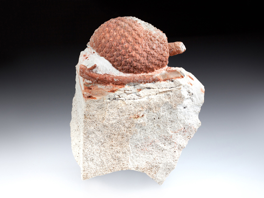 Araukarienzapfen aus
                    Patagonien