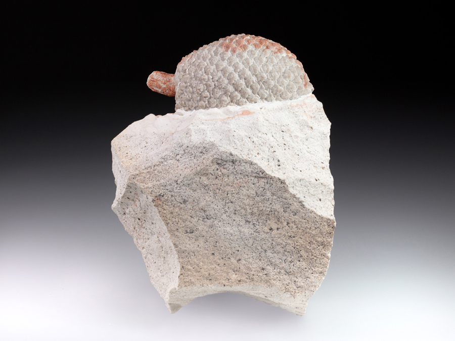 Araukarienzapfen aus
                    Patagonien