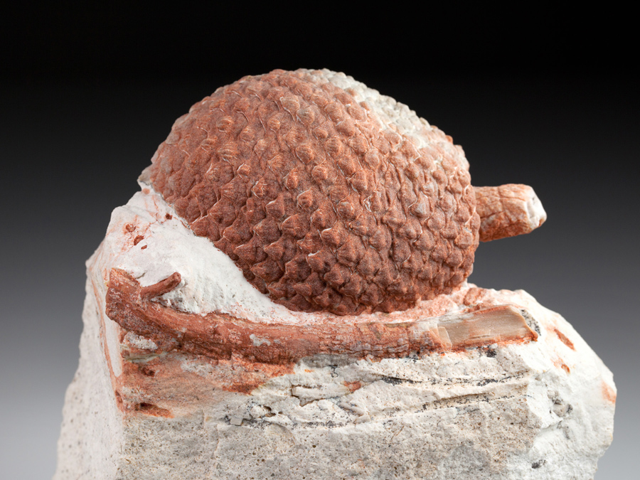 Araukarienzapfen aus Patagonien