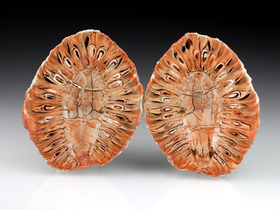 Araukarienzapfen aus Patagonien