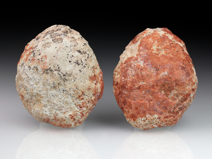 Araukarienzapfen aus Patagonien