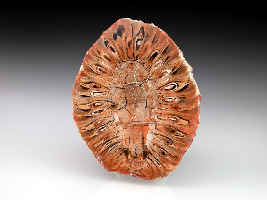 Araukarienzapfen aus Patagonien