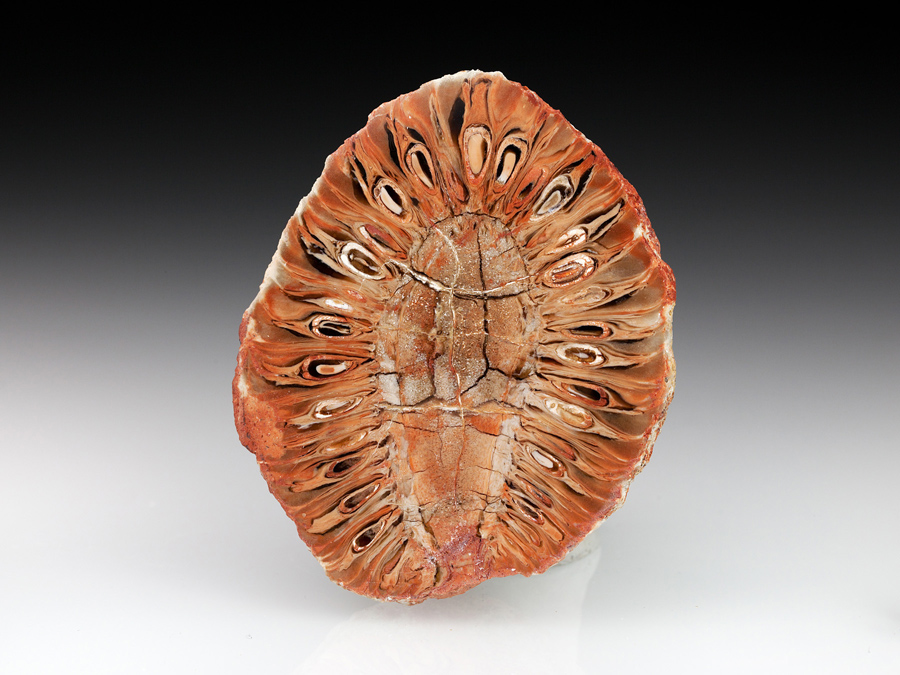 Araukarienzapfen aus Patagonien