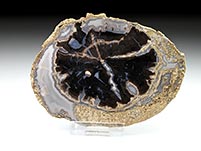 versteinertes Holz, Blue Forest Wood