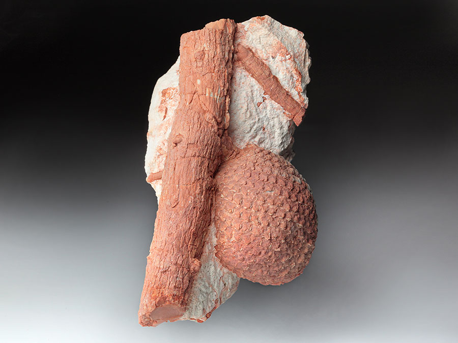 Araukarienzapfen auf Matrix