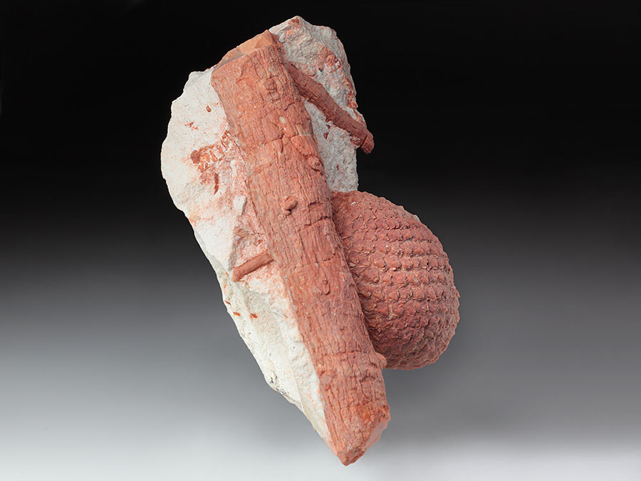 Araukarienzapfen auf
                    Matrix