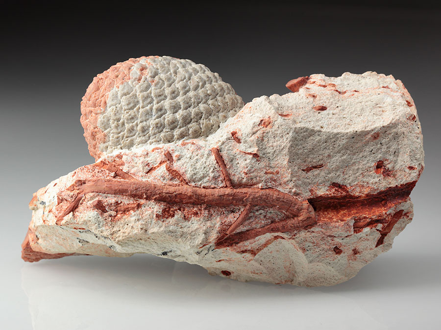 Araukarienzapfen auf
                    Matrix