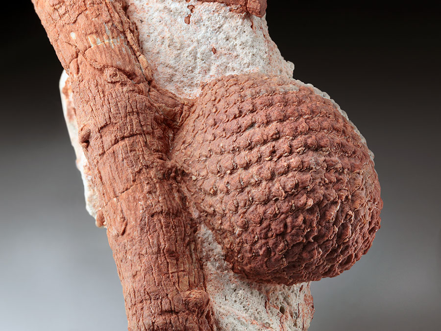 Araukarienzapfen auf
                    Matrix