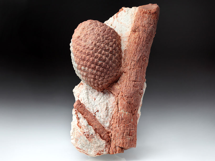 Araukarienzapfen auf Matrix