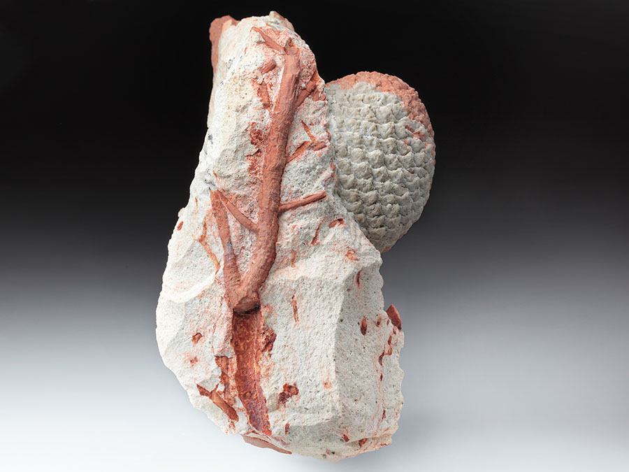 Araukarienzapfen auf
                    Matrix