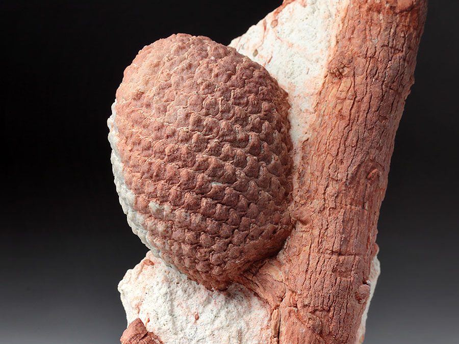 Araukarienzapfen auf
                    Matrix