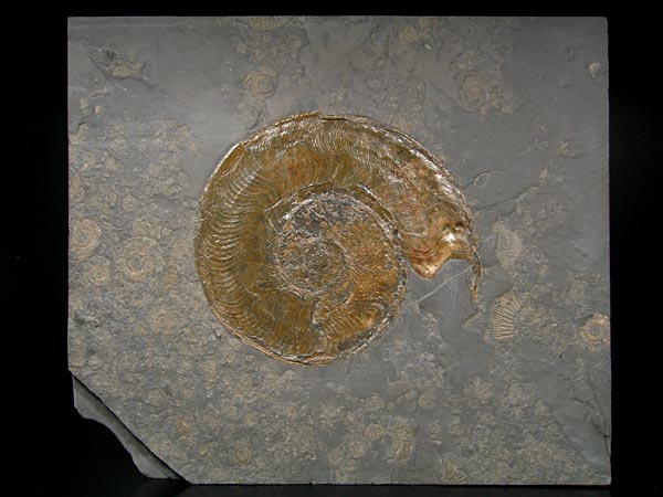 Ammoniten aus Madagaskar