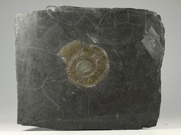 Ammoniten aus Madagaskar