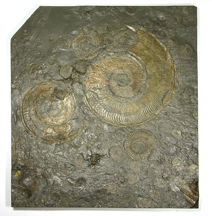 Ammoniten aus dem Posidonienschiefer von Holzmaden