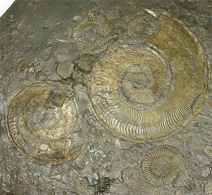 Ammoniten aus dem Posidonienschiefer von Holzmaden