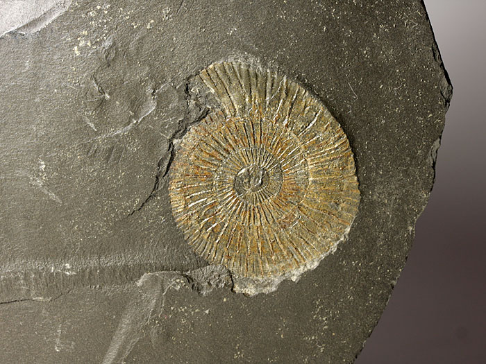 Ammoniten aus Madagaskar