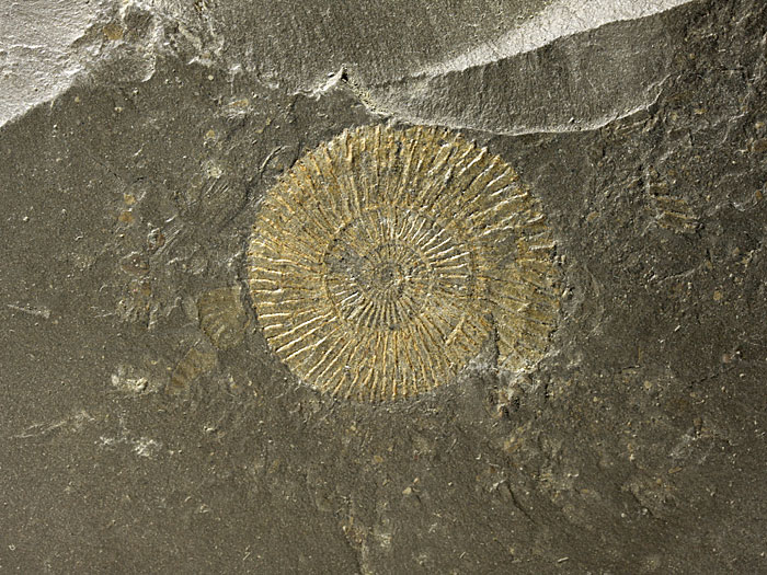 Ammoniten aus Madagaskar