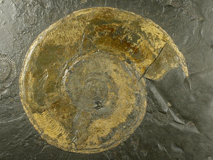 Ammoniten aus Madagaskar