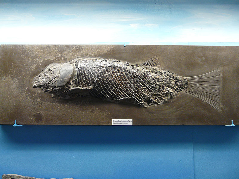 Schmelzschuppenfisch (Lepidotes) aus Holzmaden