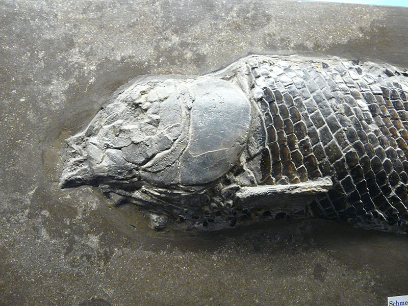 Schmelzschuppenfisch (Lepidotes) aus Holzmaden
