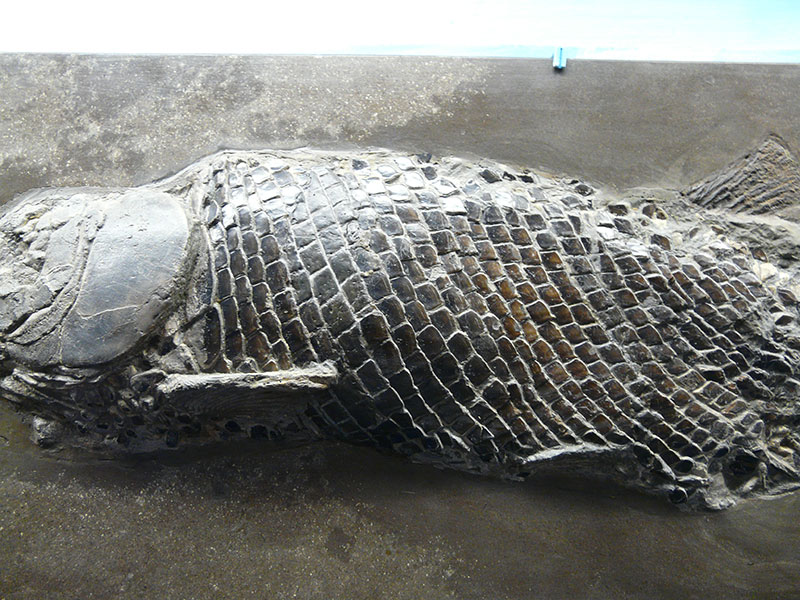 Schmelzschuppenfisch (Lepidotes) aus Holzmaden